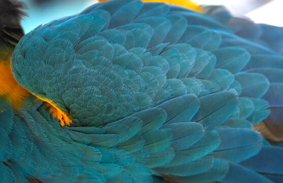 Beautiful blue macaw feathers for background