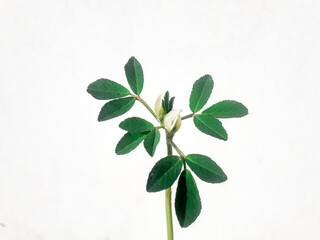 Fenugreek blooming plant, botanically known as trigonella foenum-graecum, isolated on white with space 