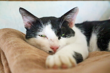 a cat sleeping with its eyes open