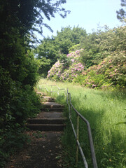 A small narrow path surrounded by greenery