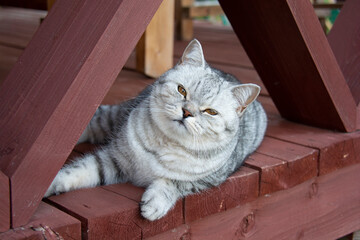 A gray British cat with amber eyes lies on the terrace and looks into the lens, squinting its eyes