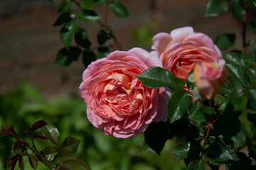 Beautiful pink roses with green leaves on a blurred background