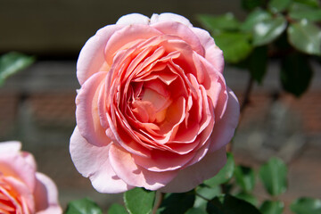 Beautiful pink rose close up