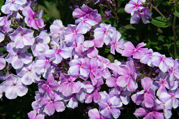 Beautiful lilac phlox flower close up