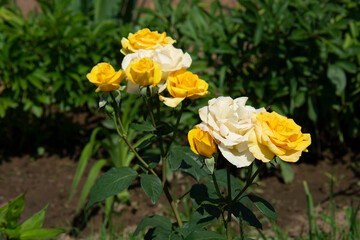 Beautiful yellow roses on a flowerbed in the garden in summer