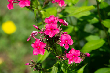 Beautiful phlox flower in raspberry color on a blurred green background
