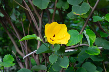 Hibiscus tiliaceus flower with green leaves