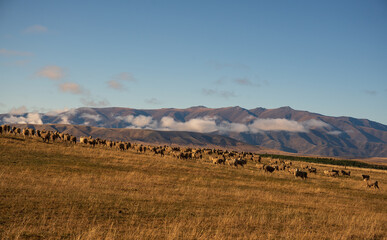 Obraz premium Agricultural pasture land in the high country of the south island of NZ