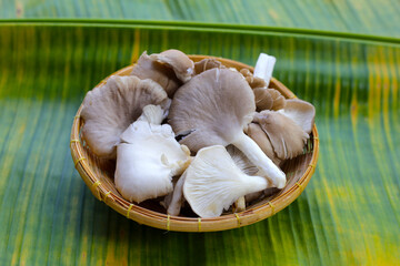 Oyster mushroom or lung oyster