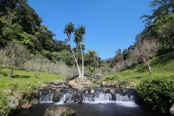 beautiful landscape of cibodas botanical garden in west java indonesia