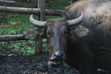 Naklejka premium a buffalo whose part of his body looks dirty after soaking in the mud.
