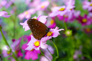A beautiful butterfly in the garden