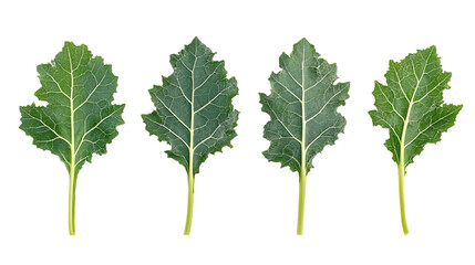 Kale leaves on a white background. isolated background.