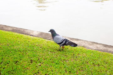 Pigeon bird in the garden