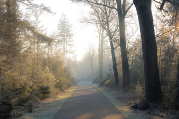 Fototapeta premium Sunbeams shining through fog in a winter forest cycling path
