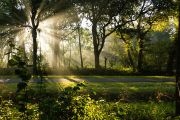 Obraz premium Sunbeams filtering through trees in misty forest road