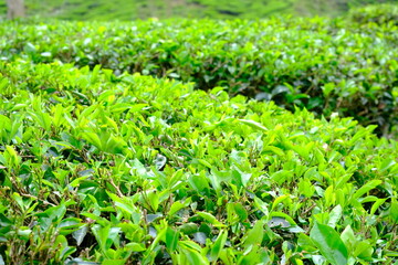 close up of tea leaves at the tea plantation, green background 