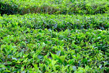 close up of tea leaves at the tea plantation, green background 