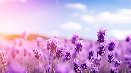 Naklejka premium filled with lavender under blue sky. blooming purple flowers under a sky