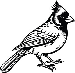 Obraz premium Cardinal flying bird isolated on vector art illustration