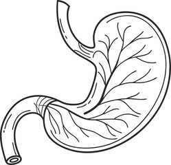 Illustration of Human Internal Stomach Anatomy. Stomach vector art with white background