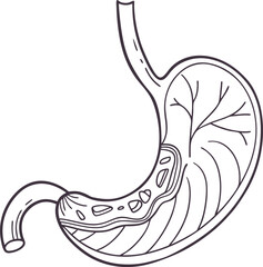 Illustration of Human Internal Stomach Anatomy. Stomach vector art with white background