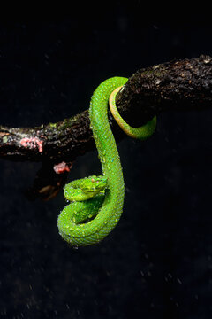 green snake on black background