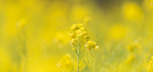 満開の菜の花畑