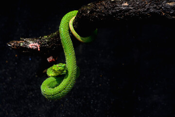 green snake on black background