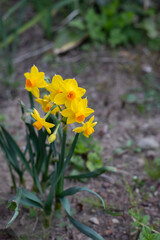庭に咲くスイセンの花