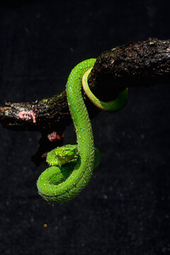 green snake on black background
