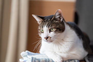 寝そべってくつろぐ可愛い猫　キジトラ白