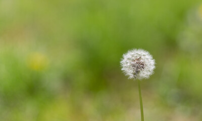 風に揺れる可愛いタンポポの綿毛