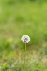 風に揺れる可愛いタンポポの綿毛