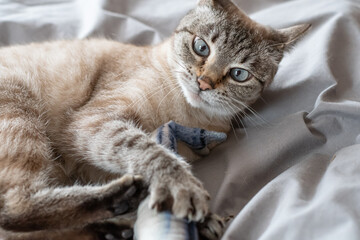 魚型のおもちゃで遊ぶ猫　シャムトラ猫