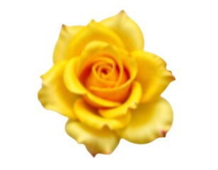yellow rose isolated on white