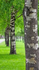 Obraz premium Birch trees line park path, green grass background, nature scene, ideal for spring or summer nature themes