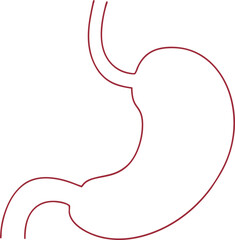 Illustration of Human Internal Stomach Anatomy. Stomach vector art with white background