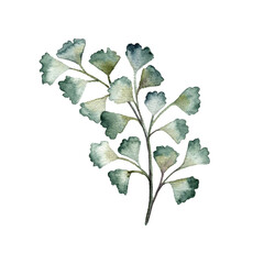 watercolor drawing green leaf of maidenhair fern at white background, ,floral element, hand drawn botanical illustration © cat_arch_angel