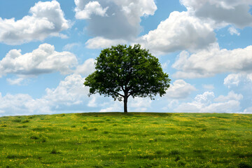 A Solitary Tree in an Infinite Meadow: The Philosophical Quest for Self and Meaning in a Boundless Universe