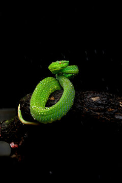 green snake on black background