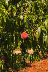 Ripe peaches hanging on branches in lush Istria, Croatia during summer