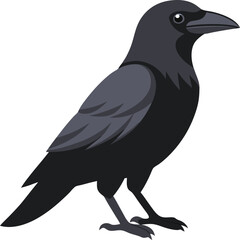 Side view of a Carrion Crow, Corvus corone, isolate
