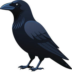 Side view of a Carrion Crow, Corvus corone, isolate