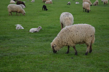 Fototapeta premium The sheeps on the Rhein river in Dusseldorf