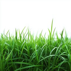Fototapeta premium Green grass isolated on white background