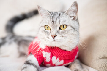 beautiful gray cat in a knitted sweater on a light background in a home environment.
