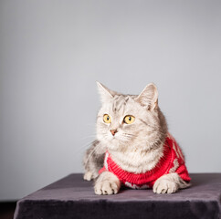 beautiful gray cat in a knitted sweater on a light background in a home environment.
