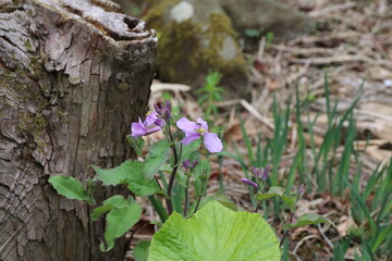 春の花,ムラサキハナナ。