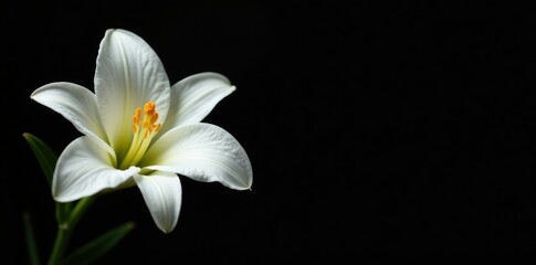 Fototapeta premium Single Navona white Asiatic lily bloom on a black background, single bloom, background